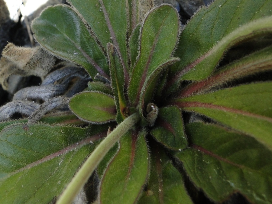 Knautia baldensis / Ambretta del Monte Baldo